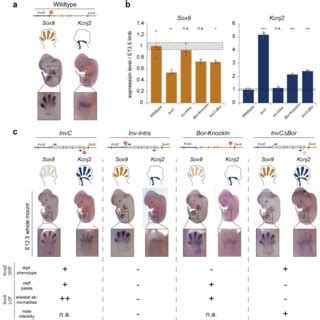 Boundaries And Orientation Of Regulatory Landscapes Define Tad