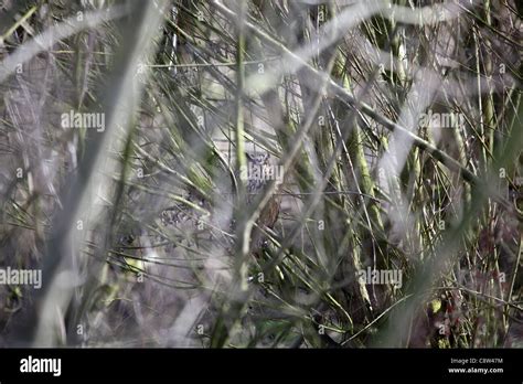 Long Eared Owl Asio Otus Hiding In The Bushes At The Rspb Reserve