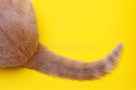 Hairy Pussy Rear View Stock Photos Free Royalty Free Stock Photos