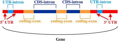 Eukaryotic Gene Structure Diagram