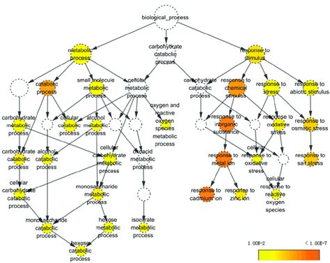 Biological Pathway Networks Generated Using The BiNGO Plugin From