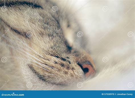 Sleeping Tabby Cat Stock Photo Image Of Amber Feline 57530970