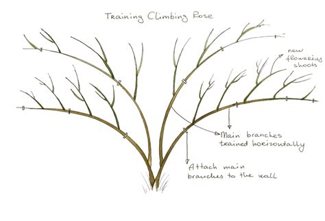 5+ Pruning Roses Diagram - BabyRazark