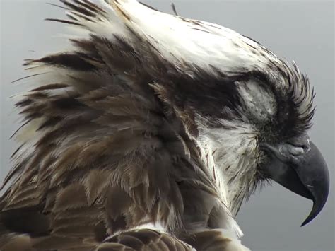 Dyfi Ospprey Project Cam Wales Sleepy Marijke B Flickr