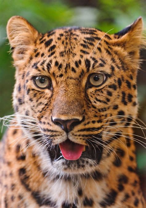 Portrait Of A Very Cute Amur Leopard A Photo On Flickriver