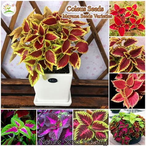 Yard Garden Outdoor Living Rainbow Coleus Potted Seeds Plants Flower