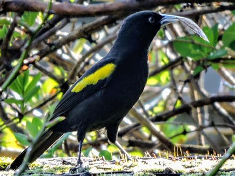 O Que Significa Tecelão - tecelão (Cacicus chrysopterus) | WikiAves - A Enciclopédia das Aves do ...
