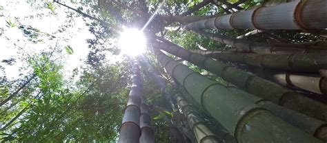 The Bamboo Carolina Bamboo Garden