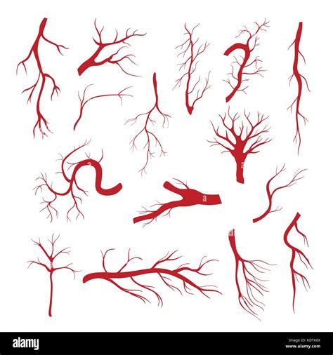 Set of blood vessels - modern vector isolated clip art Stock Vector ...