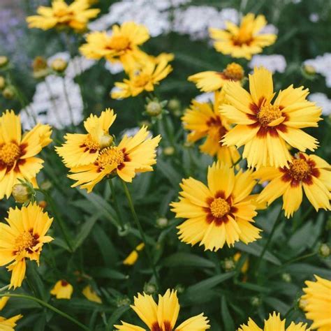 10 Longest Blooming Perennials | Long blooming perennials, Yellow ...