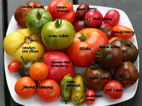 Color and Flavor - Heirloom Tomatoes Varieties - Quiet Corner