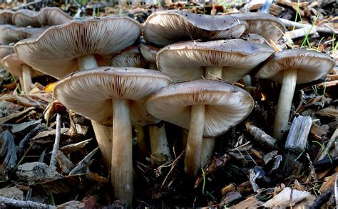 Pluteus Cervinus A Photo On Flickriver