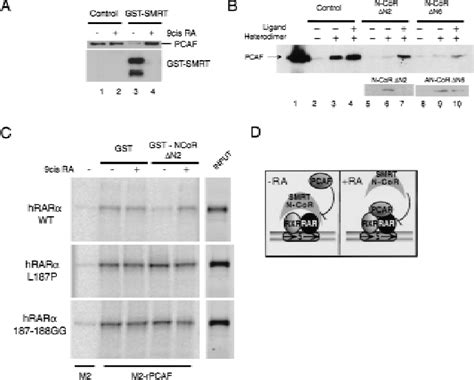 Figure From The Histone Acetylase Pcaf Is A Nuclear Receptor