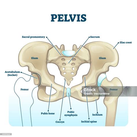 Struktur Kerangka Anatomi Panggul Diagram Ilustrasi Vektor Berlabel