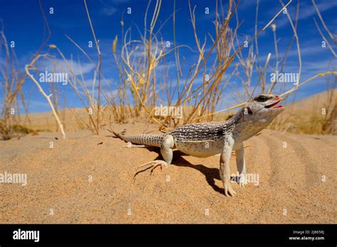 Desert Iguana On Hot Sand Mohave Desert California Hyperventilation