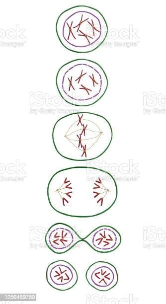 Model Of Mitosis Phases Stock Illustration Download Image Now Chromosome Sex And