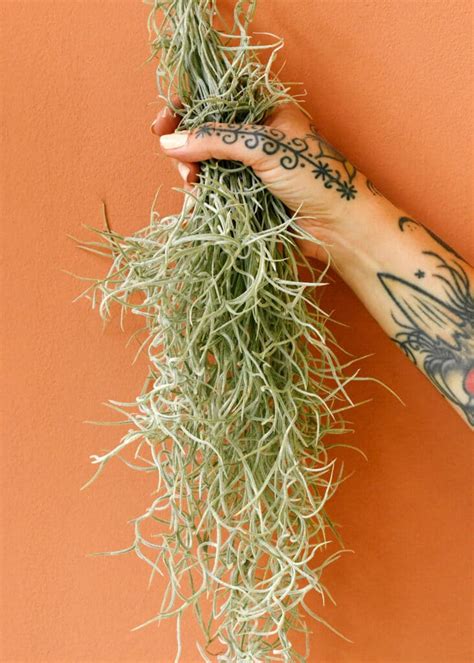 Tillandsia Usneoides Spanish Moss Ist Eine Coole Luftpflanze Plant