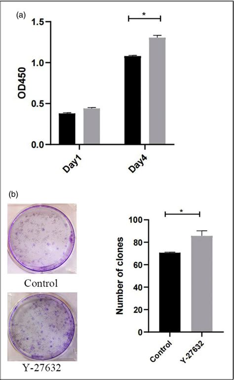 Figure 2 From Effects Of Y 27632 On The Osteogenic And Adipogenic Potential Of Human Dental Pulp