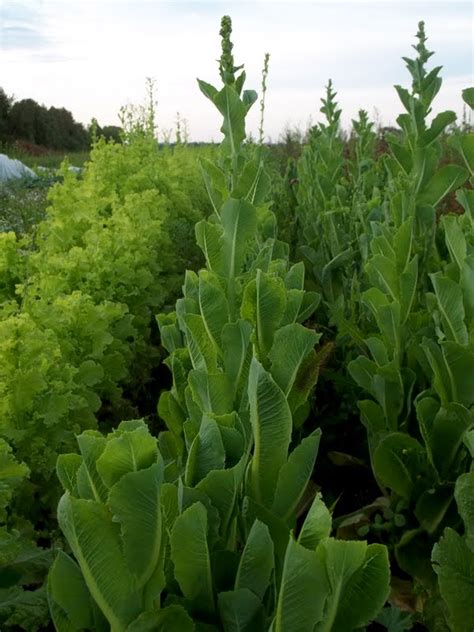 Urbantomato Collecting Lettuce Seeds