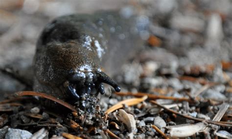 Do Slugs Have Teeth Pests Banned