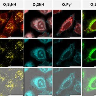 Confocal Laser Scanning Microscopy Of HeLa Cells Incubated With A