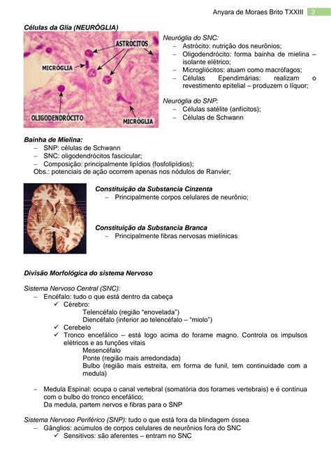 Solution Introdu O Ao Estudo De Neuroanatomia Studypool