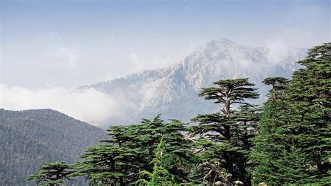 Lebanese Cedar Tree Wallpaper