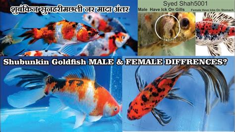 How To Tell A Female Goldfish From A Male