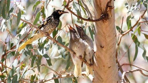 鳥兒失「鳴」── 瀕危的澳洲王吸蜜鳥（regent Honeyeater），連求偶的「情歌」也即將失傳？科學家如何保存這些天籟之音？ 拾方視角