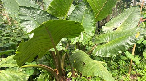 Cómo plantar cultivar y cuidar la Colocasia