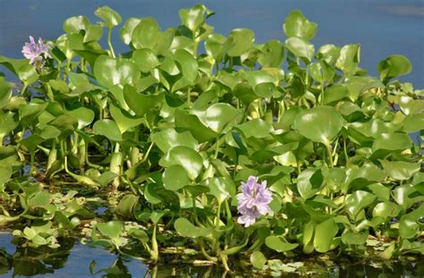 Medicinal benefits of Water hyacinth