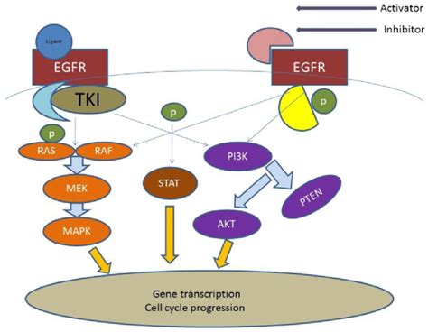 Egfr Epidermal Growth Factor Akt Kinase Interacting Protein Pten