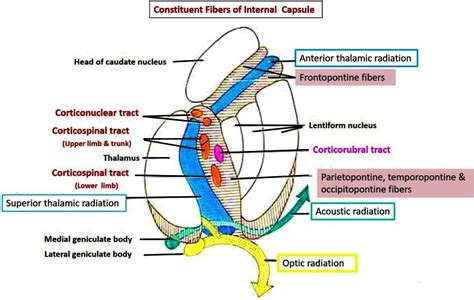 myneurologytips: Internal Capsule