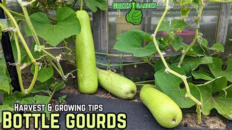 Bottle Gourd Harvesting And Growing Tips Gourd YouTube