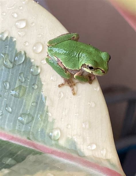 ゴムの木に2匹のアマガエル茶色のカエルは緑にならないどうしてかな？ 車で出掛けて自然の花や鳥を見るのが好きです。家では家庭菜園、花を植えて