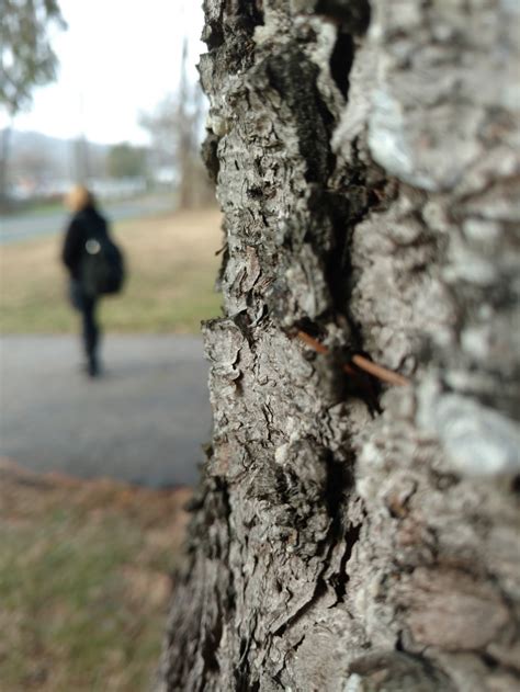 Fotos Gratis Rbol Naturaleza Rama Invierno Planta Madera Hoja