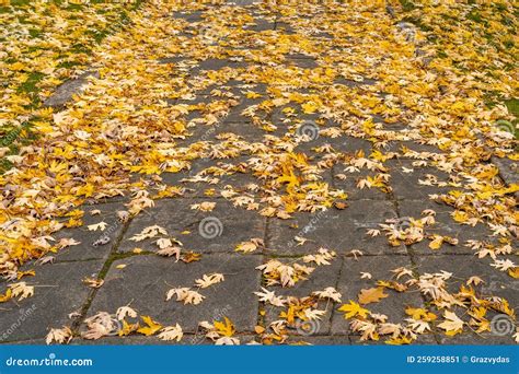 Fallen Autumn Leaves On The Sidewalk In The Park Stock Image Image Of