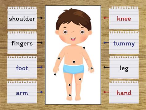 Parts Of The Body Diagrama Con Etiquetas