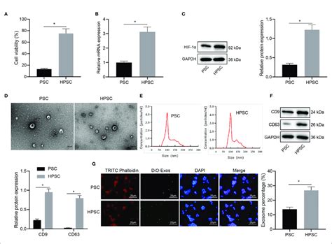 Hypoxia Induces PSC Activation And Exosome Release A Viability Of