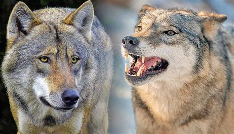 5 Amazing Facts About the Timberwolf | PetMojo