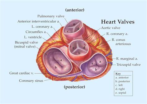 Heart Valve Anatomy Diagram | MedicineBTG.com