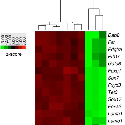 NanoString Gene Expression Analyses Of XEN And ES Cell Lines Heatmap