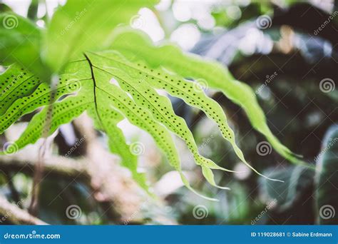 Spores on Bright Green Fern Leaf Stock Image - Image of green, garden: 119028681