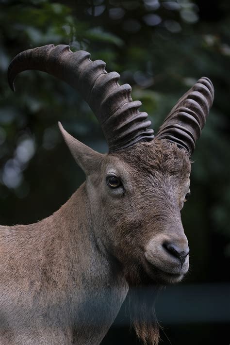 Download free photo of Capricorn,goat,animal,mammal,bock - from needpix.com