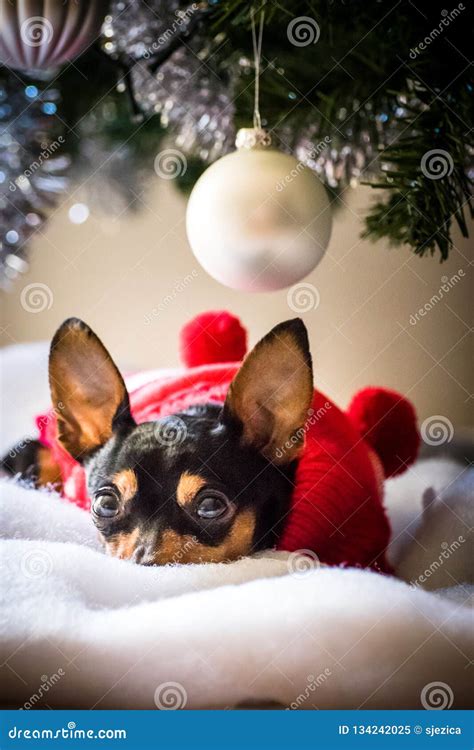 Miniature Pinscher Reasting Under The Christmas Tree Stock Image