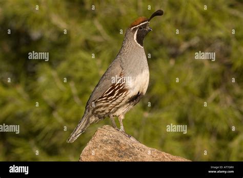 Gambels Quail Male Perched Hi Res Stock Photography And Images Alamy