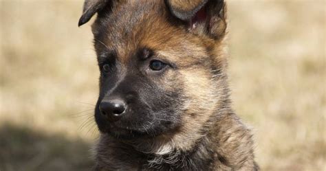 RCMP need names for puppies set to become police dogs | Globalnews.ca