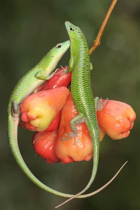 Two Emerald Tree Skinks Are Sunbathing On A Collection Of Water Apply