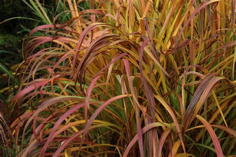 Miscanthus Purpurascens Ballyrobert Gardens