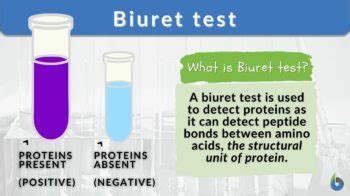 Biuret test - Definition and Examples - Biology Online Dictionary